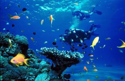 Indahnya suasana bawah laut dan melihat biota laut yang menawan